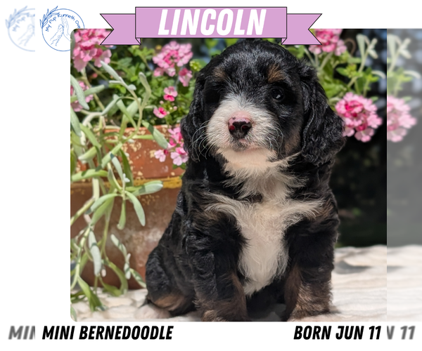 Medium Photo #39 Miniature Bernedoodle Puppy For Sale in GOSHEN, IN, USA