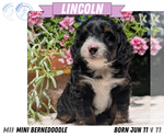 Small #9 Miniature Bernedoodle