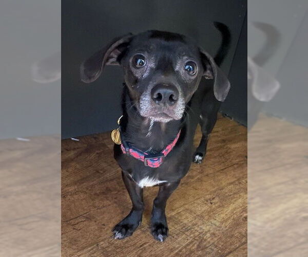 Medium Photo #4 Chihuahua Puppy For Sale in St. Louis Park, MN, USA