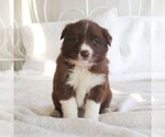 Small Photo #6 Border Collie Puppy For Sale in KINZERS, PA, USA