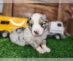 Miniature Australian Shepherd Litter for sale in RUSSELLVILLE, AL, USA