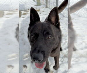 Kai Dog Dogs for adoption in La Porte, IN, USA