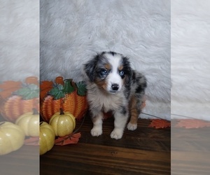 Australian Shepherd Puppy for sale in INDIANAPOLIS, IN, USA
