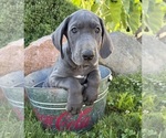 Small #3 Great Dane