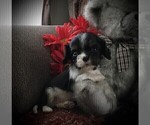 Small Photo #6 Cavalier King Charles Spaniel Puppy For Sale in CLARE, MI, USA