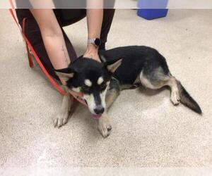 Siberian Husky-Unknown Mix Dogs for adoption in Riverside, CA, USA