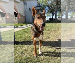German Shepherd Dog Dogs for adoption in Corpus Christi, TX, USA