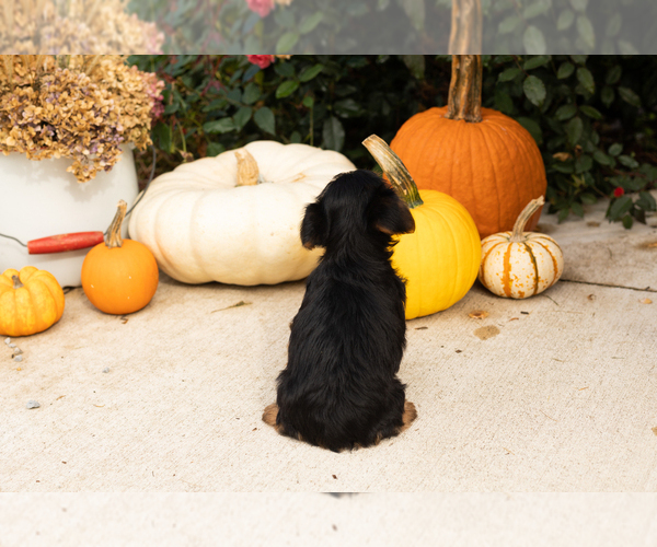 Medium Photo #4 Yorkshire Terrier Puppy For Sale in NAPPANEE, IN, USA