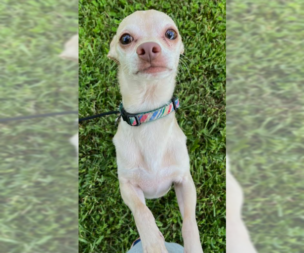 Medium Photo #4 Chihuahua-Unknown Mix Puppy For Sale in Cranston, RI, USA