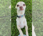 Small #3 Chihuahua Mix