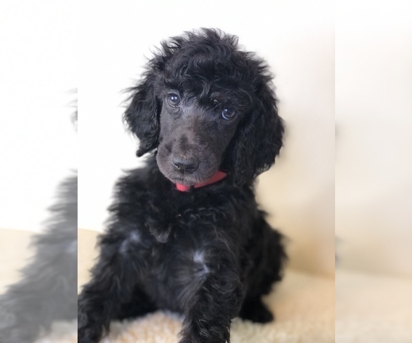 Medium Photo #1 Poodle (Standard) Puppy For Sale in IRONTON, OH, USA