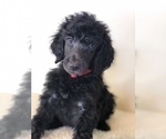 Puppy Miracle Poodle (Standard)