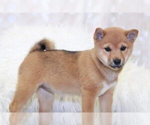 Shiba Inu Puppy for sale in MARIETTA, GA, USA