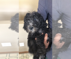 Goldendoodle-Saint Berdoodle Mix Puppy for sale in BELLEVUE, IA, USA