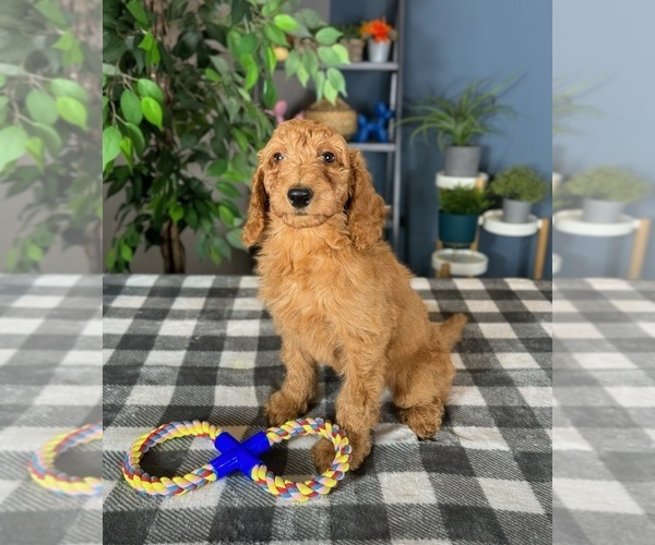 Medium Photo #3 Goldendoodle Puppy For Sale in GREENWOOD, IN, USA