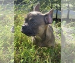 Small Photo #4 French Bulldog Puppy For Sale in BUSHKILL, PA, USA