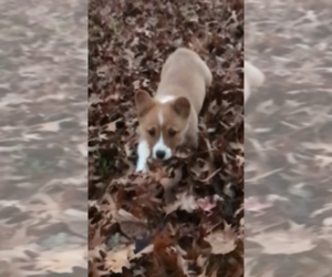 Pembroke Welsh Corgi Puppy for sale in ORONOGO, MO, USA