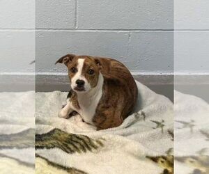 Sugar - Female Boxador Dog for Adoption - Photo #2