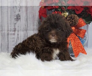 Poodle (Toy) Puppy for sale in FREDERICKSBG, OH, USA