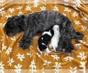 Mother of the Maltipoo puppies born on 10/16/2023