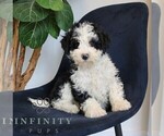 Small #2 Bernedoodle (Miniature)
