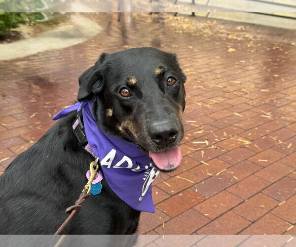 Medium Photo #3 Labrador Retriever-Unknown Mix Puppy For Sale in Fort Worth, TX, USA