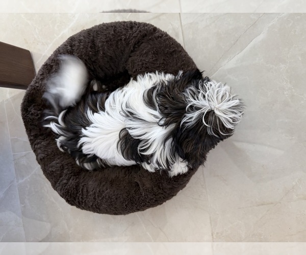 Medium Photo #4 Shih Tzu Puppy For Sale in MERRITT ISLAND, FL, USA