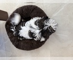 Small #3 Shih Tzu