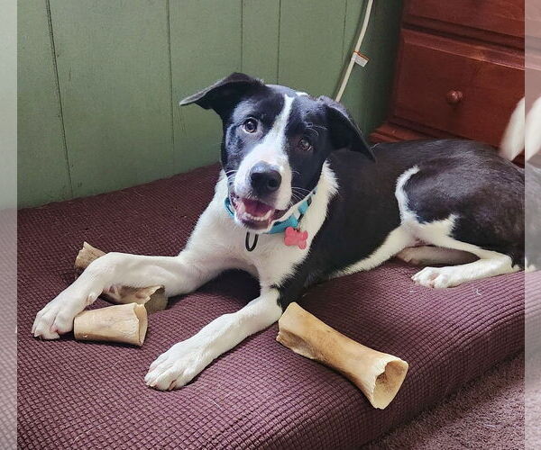 Medium Photo #2 Border Collie-Unknown Mix Puppy For Sale in Mount Laurel, NJ, USA