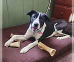 Small #1 Border Collie Mix