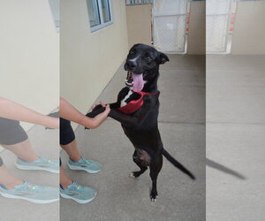 Labrador Retriever-Unknown Mix Dogs for adoption in McKinney, TX, USA