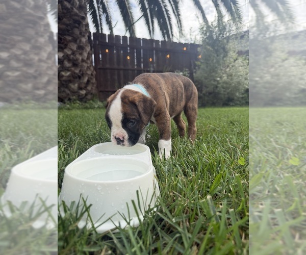 Medium Photo #11 Boxer Puppy For Sale in LONG BEACH, CA, USA