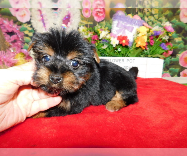 Medium Photo #5 Yorkshire Terrier Puppy For Sale in HAMMOND, IN, USA