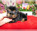 Small Photo #5 Yorkshire Terrier Puppy For Sale in HAMMOND, IN, USA