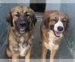 Small Photo #3 Anatolian Pyrenees Puppy For Sale in Rustburg, VA, USA