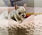 Small Photo #4 French Bulldog Puppy For Sale in PHILADELPHIA, PA, USA
