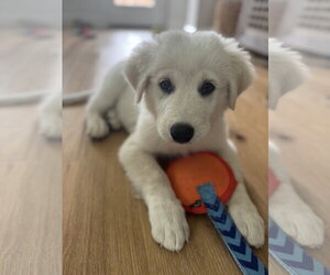 Great Pyrenees Dogs for adoption in Dallas, TX, USA