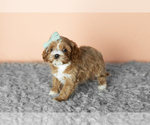 Small #1 Cavapoo mix (+ Poodle Miniature)