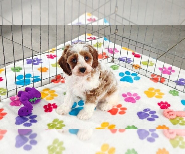 Medium Photo #13 Cavapoo (Miniature)-Poodle (Toy) Mix Puppy For Sale in ORO VALLEY, AZ, USA