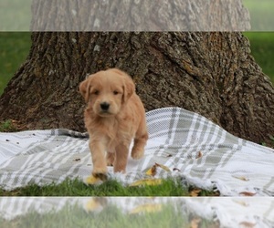 Goldendoodle Puppy for sale in BRIGHTON, MO, USA