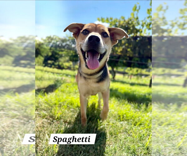 Medium Photo #3  Puppy For Sale in , 