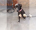 Small Great Dane