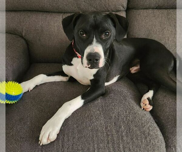 Medium Photo #10 Mutt Puppy For Sale in Oak Bluffs, MA, USA