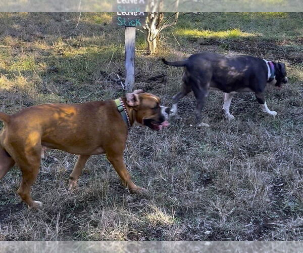 Medium Photo #4 Boxer Puppy For Sale in Austin, TX, USA