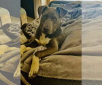 Small #2 American Pit Bull Terrier Mix