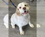 Small #2 Cocker Spaniel