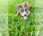 Small #1 Boxer