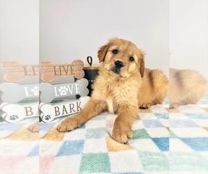 Golden Retriever Puppy for sale in INDIANAPOLIS, IN, USA