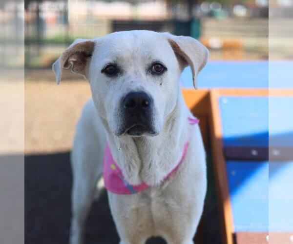 Medium Photo #2 Labrador Retriever Puppy For Sale in San Antonio, TX, USA