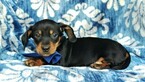 Small Photo #5 Dachshund Puppy For Sale in LANCASTER, PA, USA